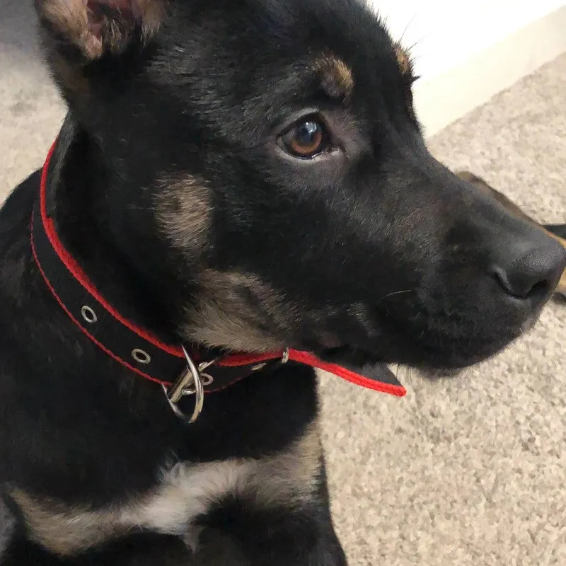 Durable Adjustable Dog Collar - Red/Black for Comfort & Style
