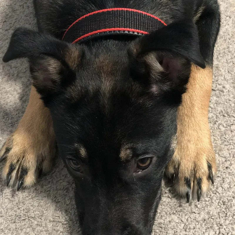 Durable Adjustable Dog Collar - Red/Black for Comfort & Style
